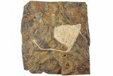 Fossil Ginkgo Leaf From North Dakota - Paleocene #238836-1